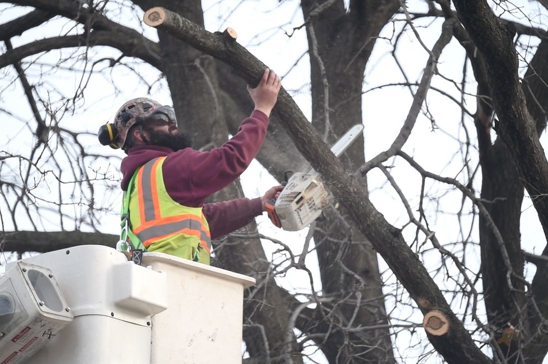A worker with a chainsaw, cutting away the tree canopy in East River Park. Many of the trees here date back to the founding of the park in 1939.